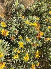 Lasiosiphon burchellii