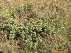 Lasiosiphon burchellii