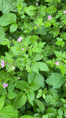 Geranium robertianum
