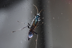 Chalybion japonicum