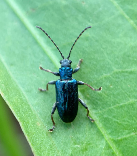 Donacia caerulea photo 2