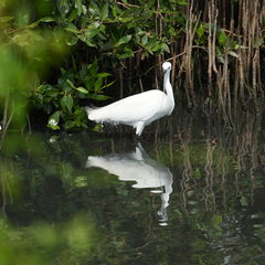 Egretta garzetta
