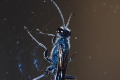 Chalybion japonicum