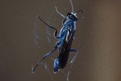 Chalybion japonicum
