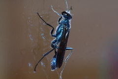 Chalybion japonicum