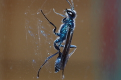 Chalybion japonicum