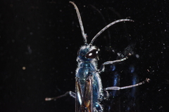 Chalybion japonicum