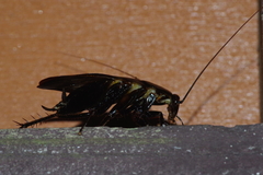 Periplaneta japanna