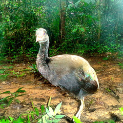 Psophia viridis interjecta