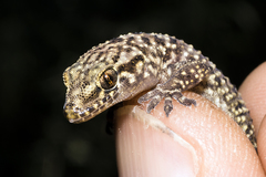 Tarentola mauritanica