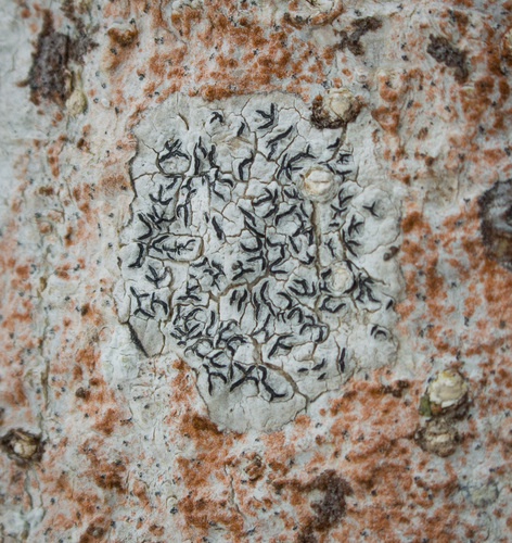 Common Script Lichen