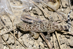 Tarentola mauritanica