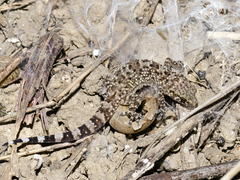 Tarentola mauritanica