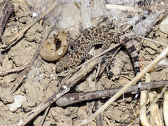 Tarentola mauritanica
