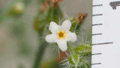 Johnstonella racemosa