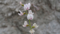 Astragalus pachypus pachypus