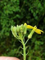 Coincya monensis cheiranthos