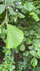 Corylus avellana