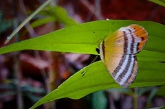 Euselasia eutaea