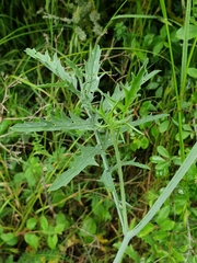 Coincya monensis cheiranthos