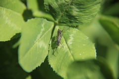 Auplopus carbonarius