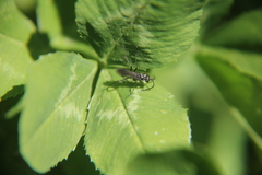 Auplopus carbonarius