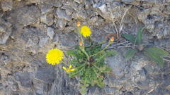 Crepis vesicaria taraxacifolia