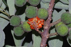 Oraesia emarginata