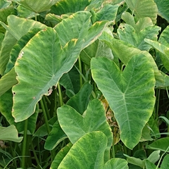 Colocasia esculenta