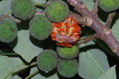 Oraesia emarginata