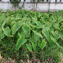 Colocasia esculenta