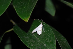 Cirrhochrista kosemponialis