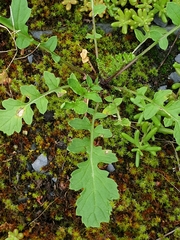 Coincya monensis cheiranthos