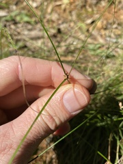 Cyperus gracilis