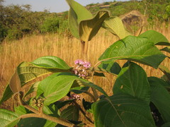 Callicarpa tomentosa