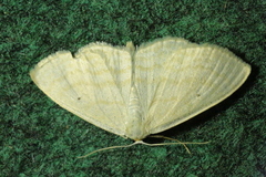 Scopula caricaria
