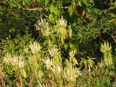 Colebrookea oppositifolia