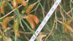 Astragalus pachypus pachypus
