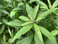 Vernonia flaccidifolia