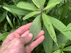 Vernonia flaccidifolia