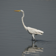 Ardea alba