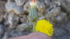 Crepis vesicaria taraxacifolia
