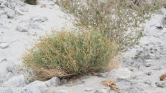 Astragalus pachypus pachypus