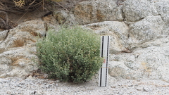 Johnstonella racemosa