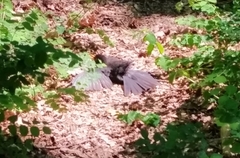 Turdus merula