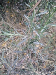 Lepidium graminifolium