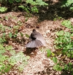 Turdus merula
