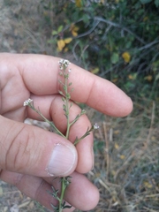 Lepidium graminifolium