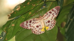 Dysphania malayanus