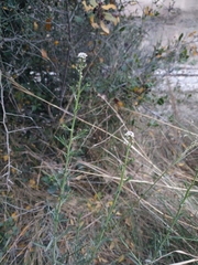 Lepidium graminifolium
